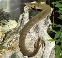 Anguila
