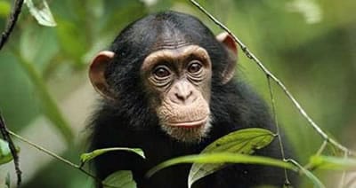 Chimpancé