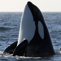 Ballena