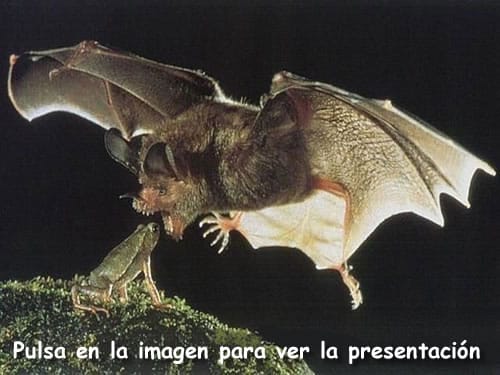Momentos