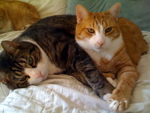 Gatos