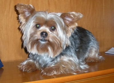 ¿Qué pasa si mi perro ladra?
