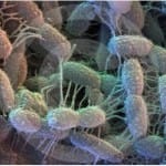 Bacterias