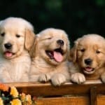 Los perritos