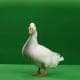 Liberad al pato Willix