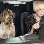 Todo tiene un límite. Pregúntale al perro