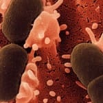 Alteraciones en el comportamiento producidas por las bacterias intestinales