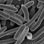 Red social para personas con la misma flora intestinal
