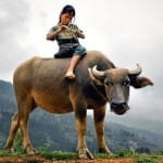 La niña y el búfalo
