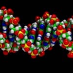 Sobre la molécula de ADN