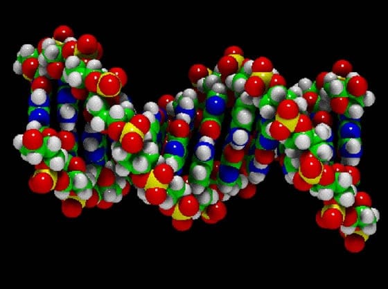 Sobre la molécula de ADN Sobre la molécula de ADN