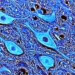 Puntos cuánticos para controlar las células del cerebro