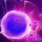 Células madre para generar óvulos humanos
