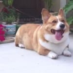 La aspiradora y el perro