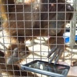 Orangutanes utilizan iPads para comunicarse