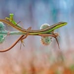 Subido sobre el lagarto