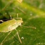 Evidencias de fotosíntesis en insectos