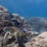 Imágenes submarinas en Google Maps