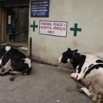 Las vacas también tienen sus derechos