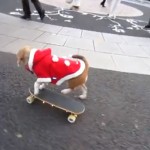 Los perros también practican skateboarding