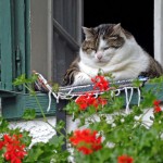 El gato relajado