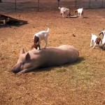 El cerdo paciente
