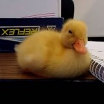 El pequeño pato no puede vencer el sueño