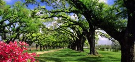 La depresión y la primavera