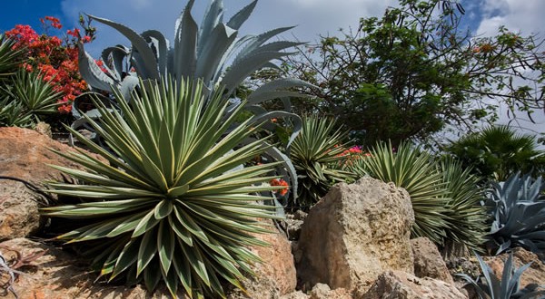 Plantas