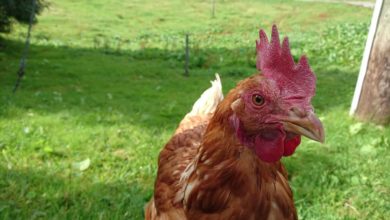 ¿Por qué un pollo cruza una carretera?