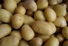 Plantar patatas en Estados Unidos