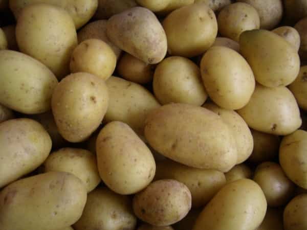 Plantar patatas en Estados Unidos