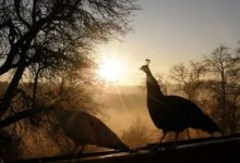 Pavos y pollos