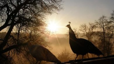 Pavos y pollos