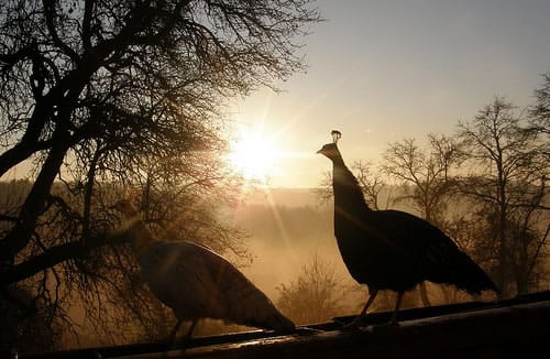 Pavos y pollos