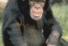 Marsupial Chimpancé