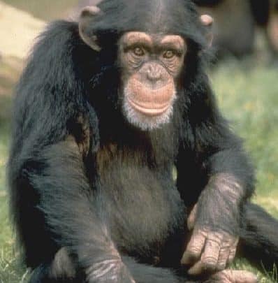 Marsupial Chimpancé