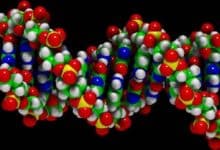 Sobre la molécula de ADN