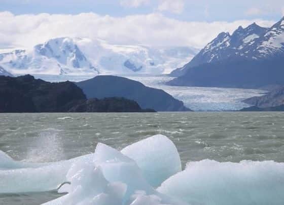 Semillas polizones en la Antártida