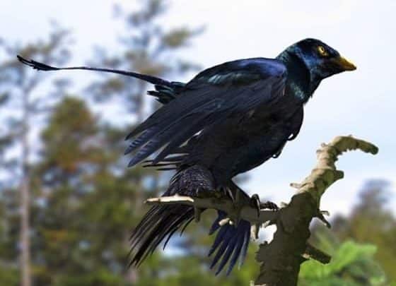 El dinosaurio de cuatro alas iridiscentes