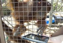 Orangutanes utilizan iPads para comunicarse