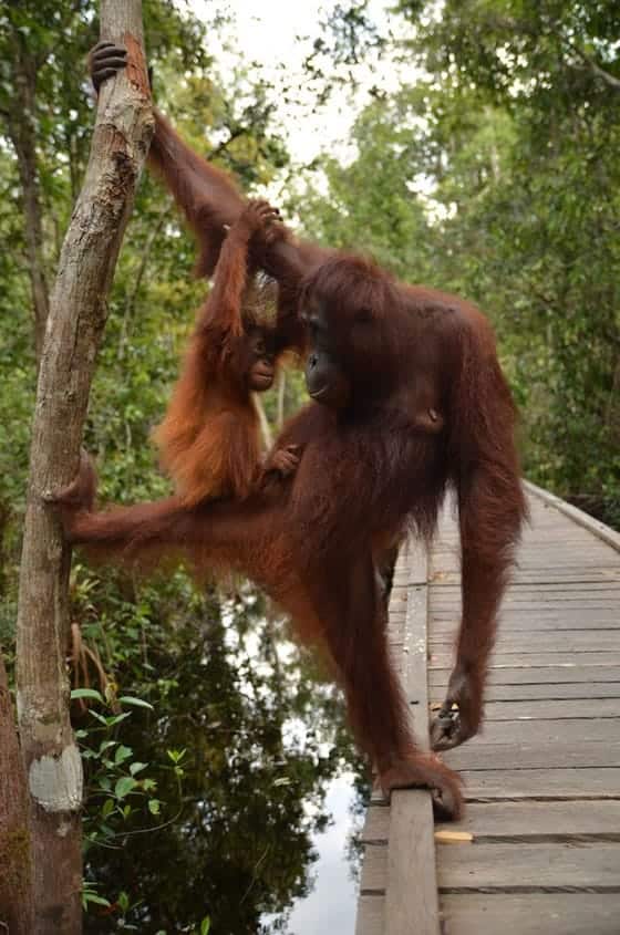 Mamá... te quiero