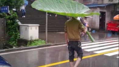 Yo quiero un paraguas como este
