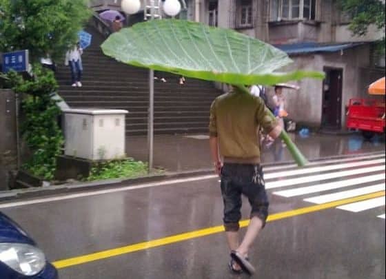 Yo quiero un paraguas como este