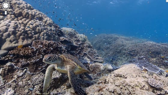 Imágenes submarinas en Google Maps