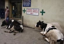 Las vacas también tienen sus derechos
