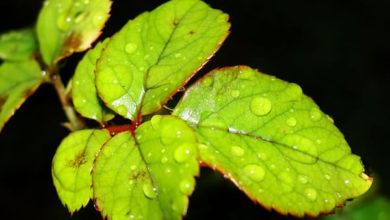 Sobre las partes de la hoja, las proteínas, la hulla y mucho más