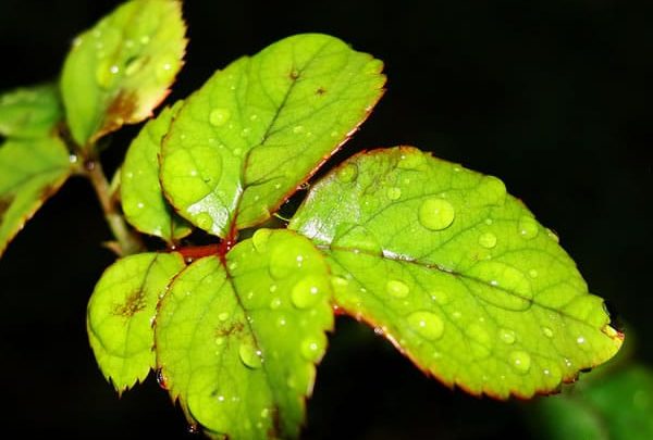 Sobre las partes de la hoja, las proteínas, la hulla y mucho más