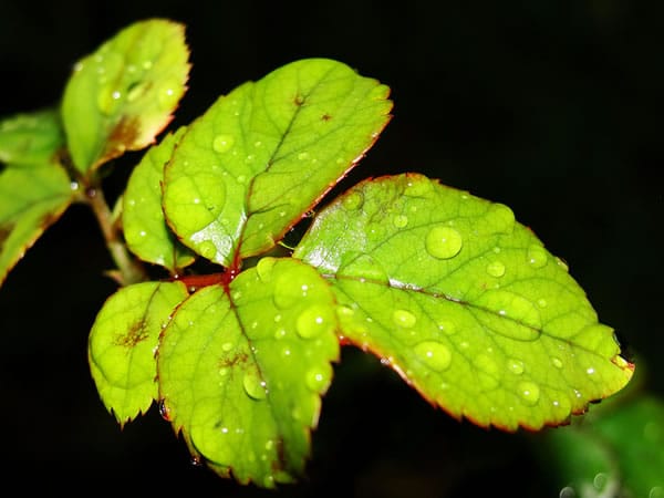 Sobre las partes de la hoja, las proteínas, la hulla y mucho más