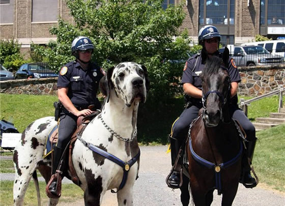 El perro caballo